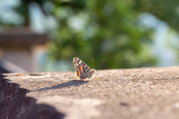 Vanessa Cardui Lepidoptera Nymphalidae Low Wall Sunset High Quality Photo — Stock Photo, Image