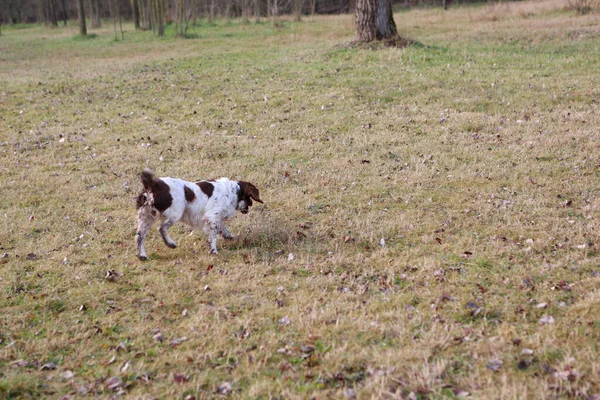 Springer Spaniel Cão Caça Ação Busca Foto Alta Qualidade — Fotografia de Stock