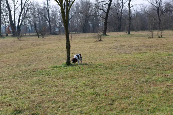 springer spaniel hunting dog in search action. High quality photo