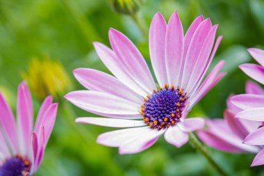 Çiçek bahçesindeki Dimorphotheca ecklonis Cape Papatya. Yüksek kalite fotoğraf