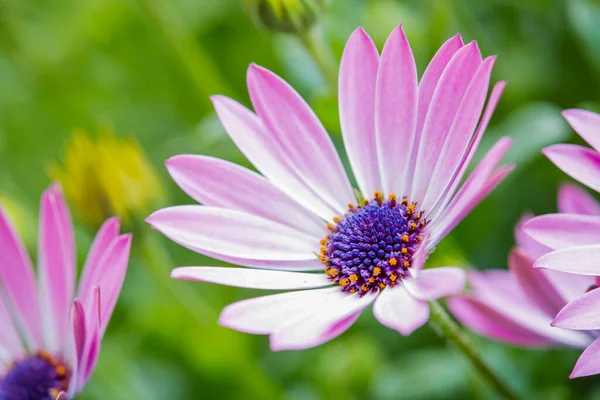 Çiçek bahçesindeki Dimorphotheca ecklonis Cape Papatya. Yüksek kalite fotoğraf