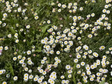Bahçedeki papatya çiçekleri. Yüksek kalite fotoğraf