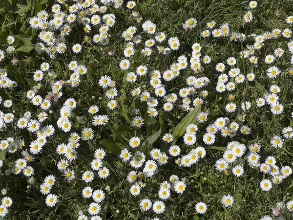 Gänseblümchen Blühen Garten Hochwertiges Foto — Stockfoto