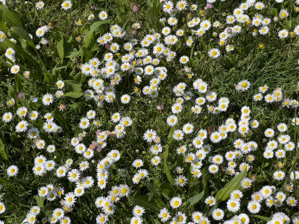 Madeliefje Bloemen Tuin Hoge Kwaliteit Foto — Stockfoto