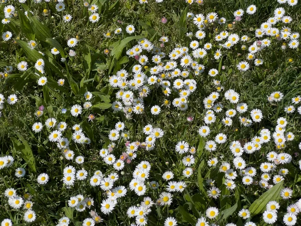 Madeliefje Bloemen Tuin Hoge Kwaliteit Foto — Stockfoto