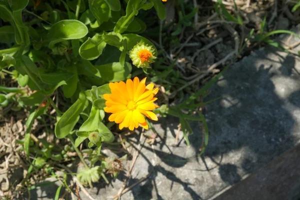 庭のハーブのオレンジマリーゴールドの花は カレンダーの花びらを摘み取りました 高品質の写真 — ストック写真