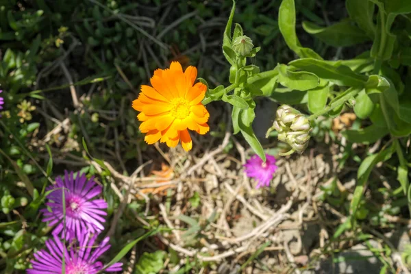 Narancs Marigold Virágok Kertben Gyógynövények Letépett Szirmok Calendula Kiváló Minőségű — Stock Fotó