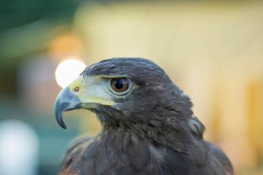 Parabuteo unicinctus Harris 'in şahin portresi. Yüksek kalite fotoğraf