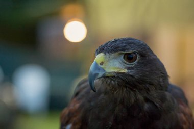 Parabuteo unicinctus Harris 'in şahin portresi. Yüksek kalite fotoğraf