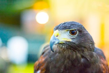 Parabuteo unicinctus Harris 'in şahin portresi. Yüksek kalite fotoğraf