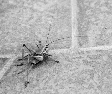 Yerde büyük yeşil bir çekirge var. Yüksek kalite fotoğraf