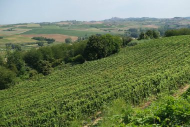 Lambrusco üzüm bağlarıyla kaplı güneşli tepeler. Yüksek kalite fotoğraf