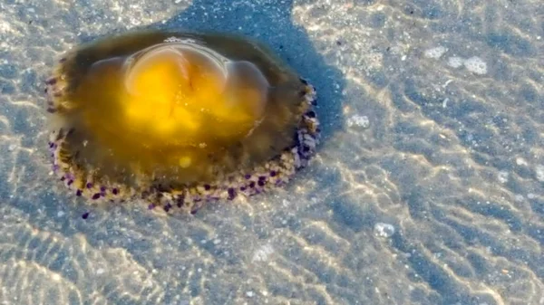 Cotylorhiza Tuberculata Veya Cassiopea Mediterranea Talya Adriyatik Denizi Kıyısında Karaya — Stok fotoğraf