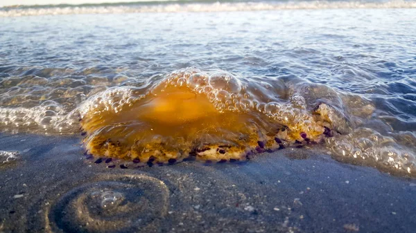 Cotylorhiza Tuberculata Eller Cassiopea Mediterranean Strandade Stranden Vid Adriatiska Havet — Stockfoto