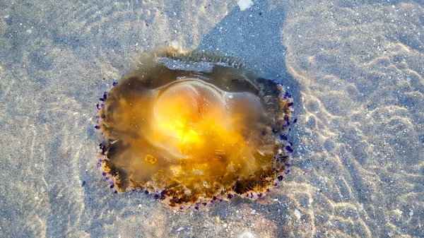 Cotylorhiza Tuberculata Cassiopea Mediterranea Échoués Sur Plage Mer Adriatique Italie — Photo