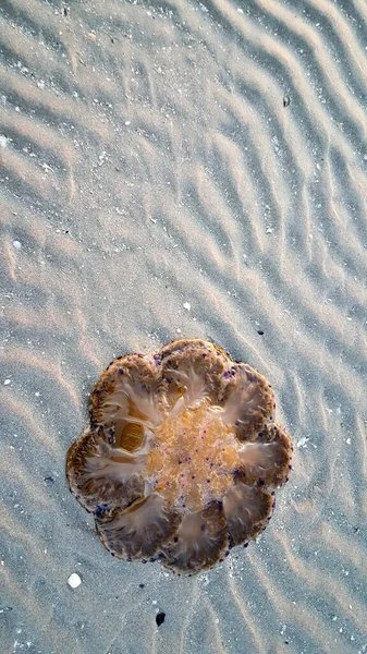 Cotylorhiza Tuberculata Nebo Cassiopea Mediterranea Pláži Jaderského Moře Itálii Kvalitní — Stock fotografie