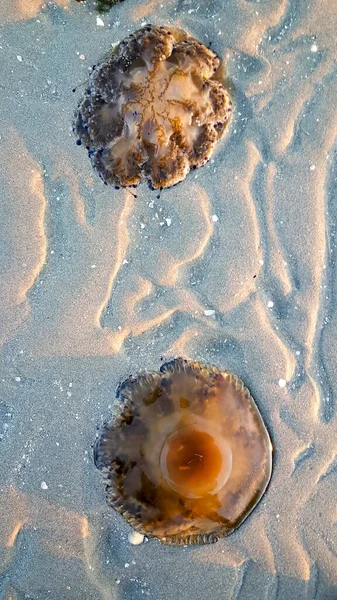 Cotylorhiza Tuberculata Casiopea Mediterranea Encuentra Playa Del Mar Adriático Italia — Foto de Stock