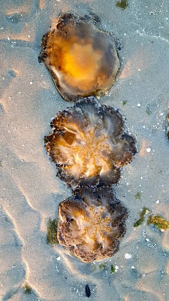 Cotylorhiza Tuberculata Cassiopea Mediterranea Beached Beach Adriatic Sea Italy 고품질 — 스톡 사진