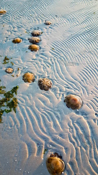 在意大利亚得里亚海的海滩上 科蒂罗希萨 塔克拉拉塔 Cotylorhiza Tutuberculosis Ata 或卡西奥皮亚 拉尼亚 Cassiopea Naquranea — 图库照片