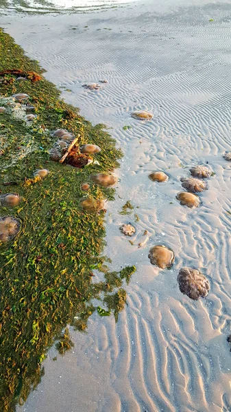 Cotylorhiza Tuberculata Casiopea Mediterranea Encuentra Playa Del Mar Adriático Italia — Foto de Stock