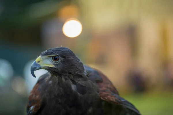 Parabuteo Unicinctus Harris Buzzard Portrait Foto Alta Qualidade — Fotografia de Stock