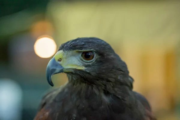 Parabuteo Unicinctus Harris Buzzard Portrait Foto Alta Qualidade — Fotografia de Stock