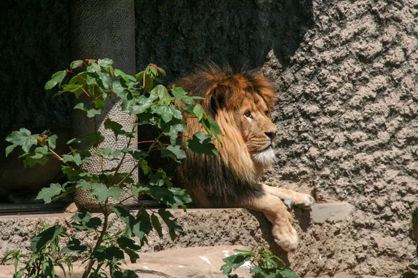 León Macho Grande Con Crin Zoológico Safari Foto Alta Calidad —  Fotos de Stock