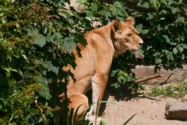 Leão Fêmea Grande Zoológico Safári Foto Alta Qualidade — Fotografia de Stock