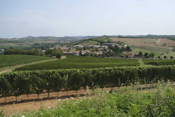 Sunny Hills Covered Lambrusco Vineyards High Quality Photo — Stock Photo, Image