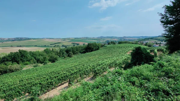 Sunny Hills Covered Lambrusco Vineyards High Quality Photo — Stock Photo, Image