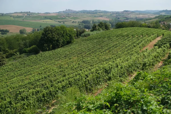 Sunny Hills Covered Lambrusco Vineyards High Quality Photo — Stock Photo, Image