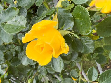 Rose Floribunda Freesia bahçe sarı gül çiçeği. Yüksek kalite fotoğraf