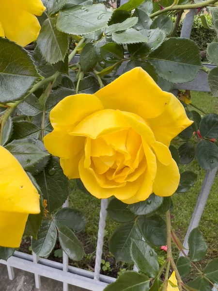 Rose Floribunda Freesia Ogród Żółty Kwiat Róży Wysokiej Jakości Zdjęcie — Zdjęcie stockowe