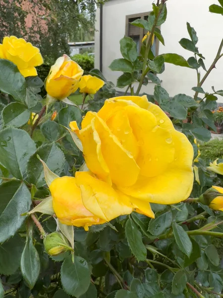 Rose Floribunda Freesia Garten Gelbe Rose Blume Hochwertiges Foto — Stockfoto