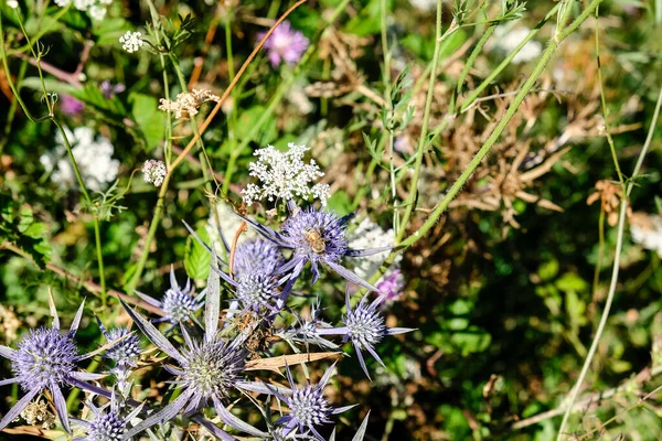 Cardo Azul Que Crece Salvaje Parque Nacional Gran Sasso Abruzzo — Foto de Stock