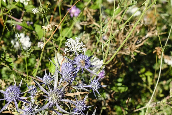 Blauwe Distel Groeit Het Wild Het Gran Sasso Nationaal Park — Stockfoto