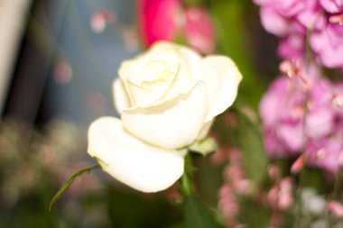 Rose Floribunda Freesia bahçe beyaz gül çiçeği. Yüksek kalite fotoğraf