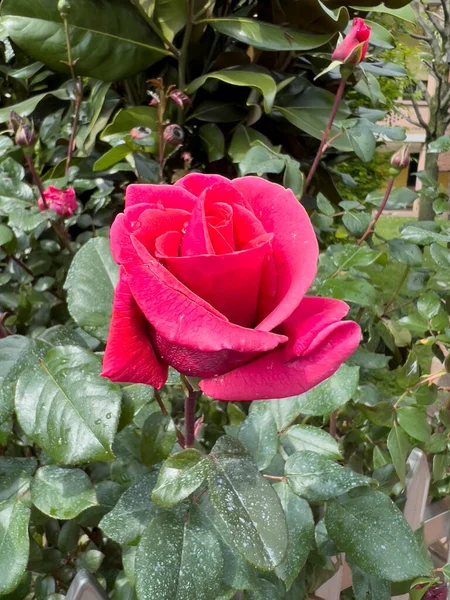 Rose Floribunda Freesia Ogród Czerwony Kwiat Róży Wysokiej Jakości Zdjęcie — Zdjęcie stockowe