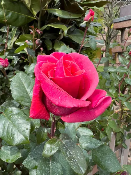 Rose Floribunda Freesia Garten Rote Rose Blume Hochwertiges Foto — Stockfoto