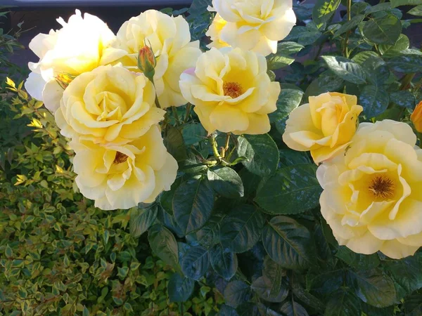 Rose Floribunda Freesia Garten Gelbe Rose Blume Hochwertiges Foto — Stockfoto