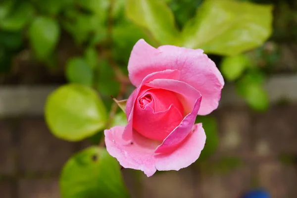 Rose Floribunda Freesia Ogród Czerwony Kwiat Róży Wysokiej Jakości Zdjęcie — Zdjęcie stockowe