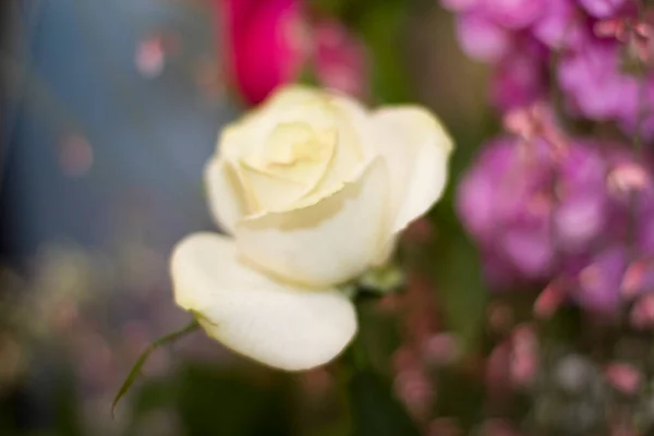 Роза Флорибунда Сад Freesia Белый Цветок Розы Высокое Качество Фото — стоковое фото