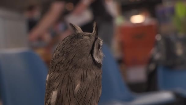 Owl Orange Eyes Animal Fair High Quality Footage — Stock Video