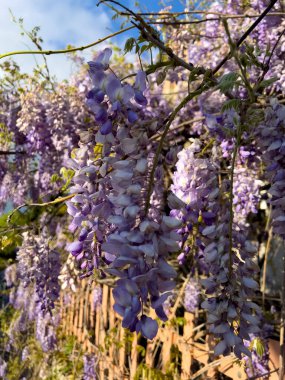 Yaygın Leylak Şırıngası 'nın pembe çiçekleri yeni çiçek açıyor. Yüksek kalite fotoğraf