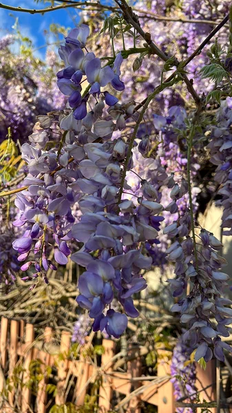 Růžové Květy Obyčejné Lilac Syringa Vulgaris Právě Kvetou Kvalitní Fotografie — Stock fotografie