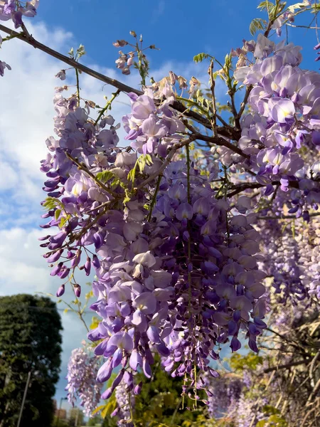 Yaygın Leylak Şırıngası Nın Pembe Çiçekleri Yeni Çiçek Açıyor Yüksek — Stok fotoğraf