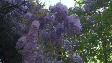 Yaygın Leylak Şırıngası 'nın pembe çiçekleri yeni çiçek açıyor. Yüksek kalite 4k video 