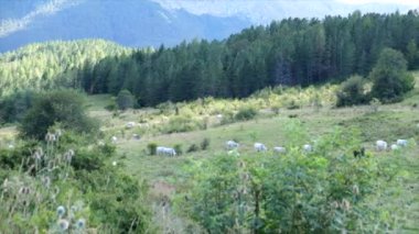 Pescasseroli Abruzzo İtalya 'nın ulusal parkında inekleri otlatıyor. Yüksek kalite 4k görüntü