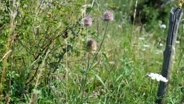Freshly Blossomed Thistle Flowers Moved Wind High Quality Footage — Stock Video