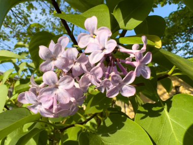 Yaygın Leylak Şırıngası 'nın pembe çiçekleri yeni çiçek açıyor. Yüksek kalite fotoğraf